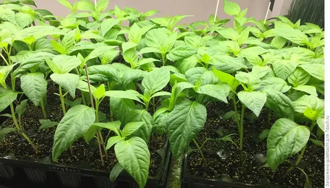 تصویر 4 از نشا فلفل دلمه‌ ای صادراتی با بسته‌ بندی استاندارد